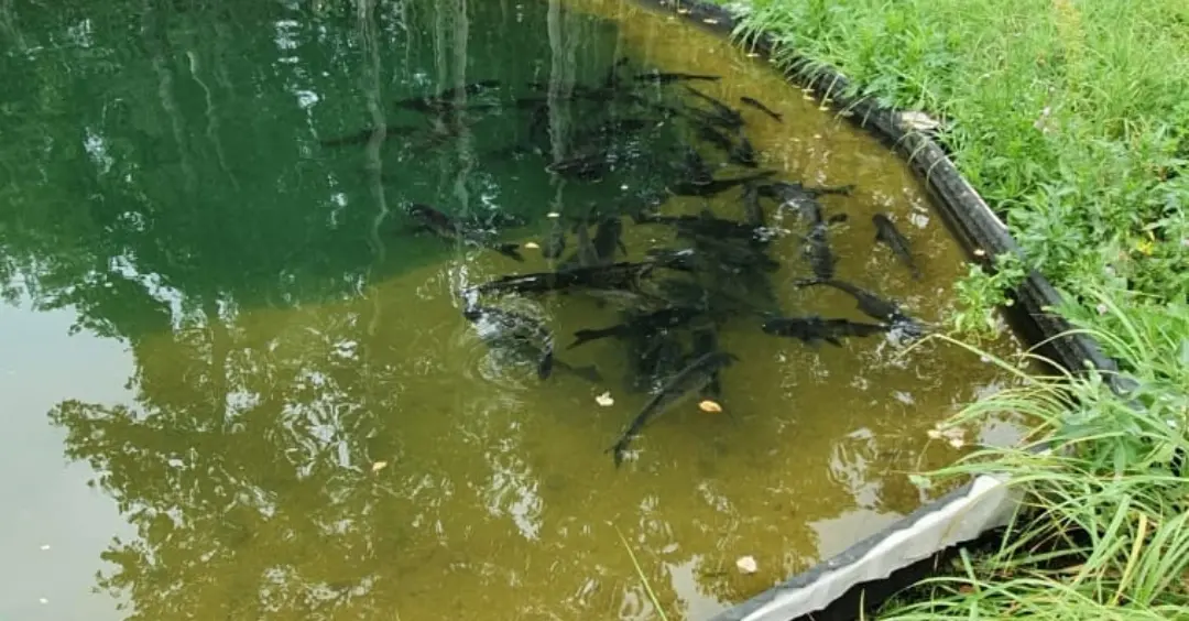 Мангальные зоны до 30 человек в Челябинске, «Норвегия» Мангальные зоны до 30 человек в Челябинске, «Норвегия»